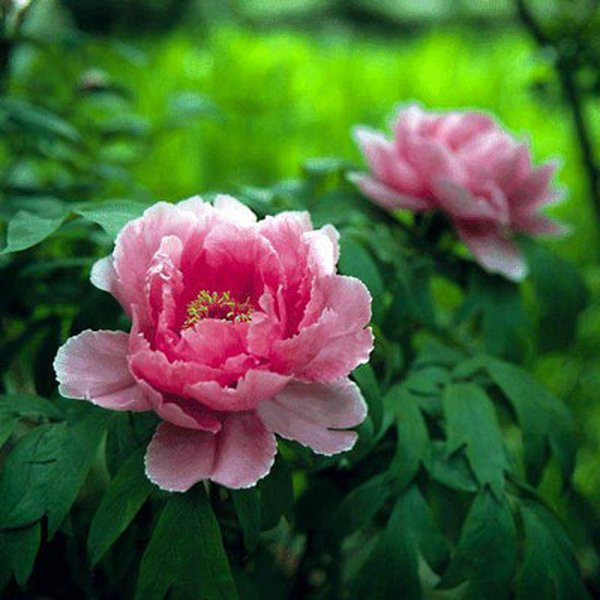 Picture 8 of Healing plants should be grown indoors
