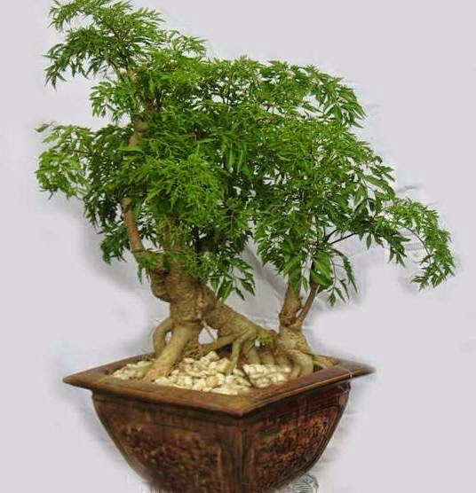 Picture 9 of Healing plants should be grown indoors