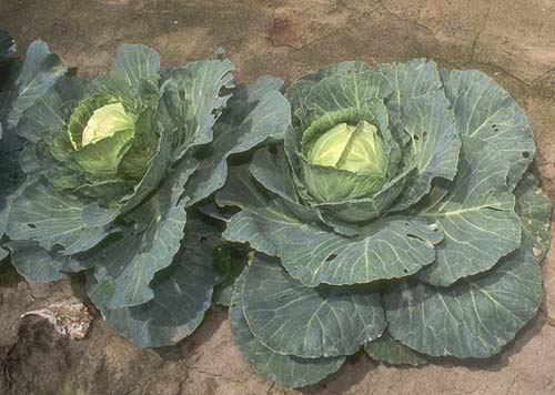 Picture 7 of Health-promoting foods in the winter