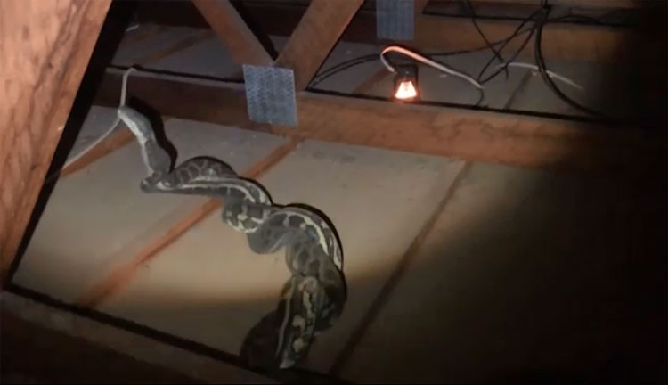 Picture 1 of Hearing strange noises in the attic, startled to discover a fierce battle