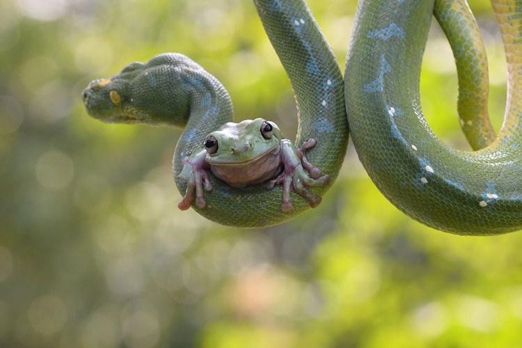 Picture 7 of Heart to see frogs even climbing giant python