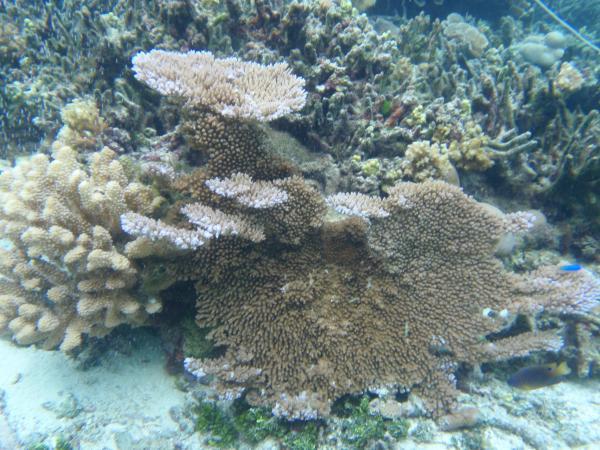 Picture 1 of Heat-resistant coral reefs: struggle to survive when the Earth heats up