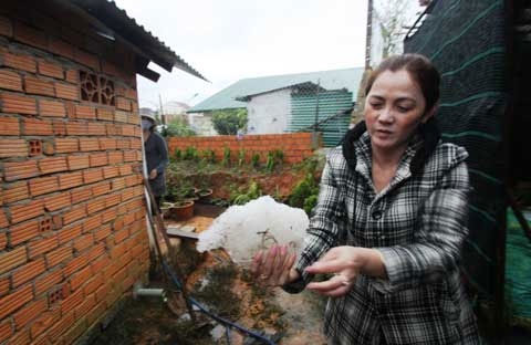 Picture 1 of Heavy hail in Da Lat caused heavy damage