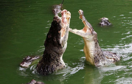 Picture 1 of Heavy rain helps tens of thousands of crocodiles to live