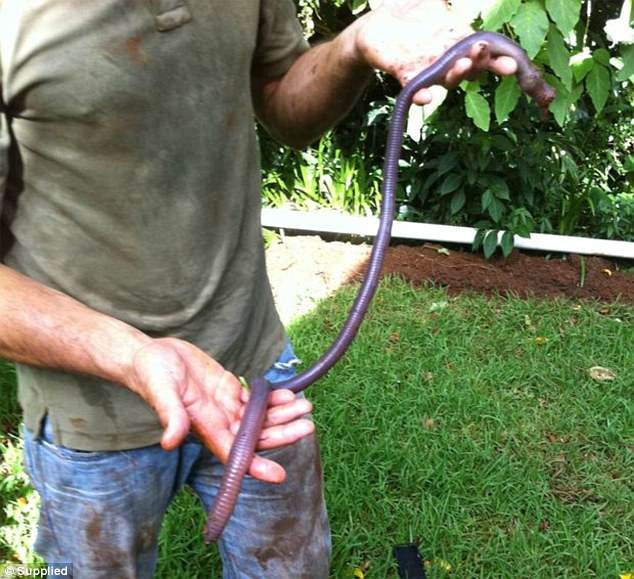 Picture 3 of Heavy rain in Australia revealed the giant earthworm who came across it thought it was solid