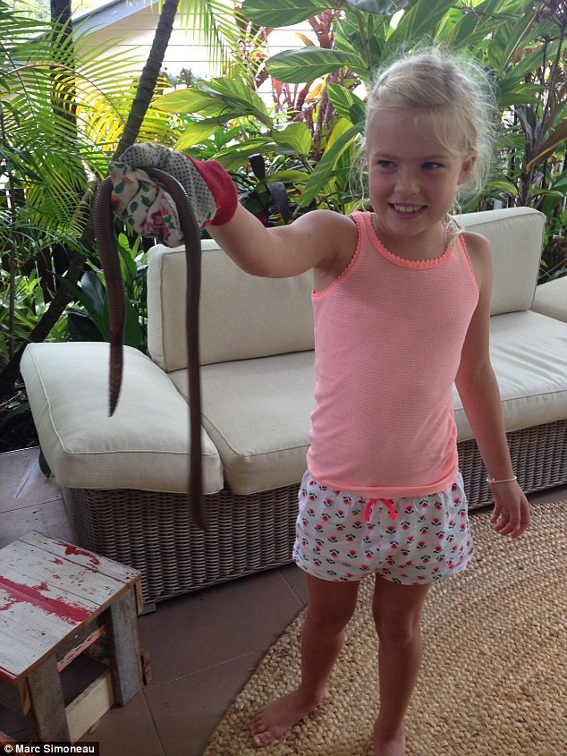 Picture 4 of Heavy rain in Australia revealed the giant earthworm who came across it thought it was solid