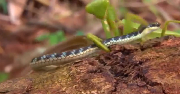 Picture 1 of Heavy shock at the sight of the mantis killing the snake