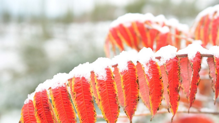 Picture 1 of Heavy snowfall on Chinese streets is unusually mid-autumn