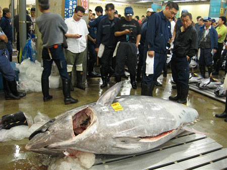 Picture 1 of Heavy tuna in Japan