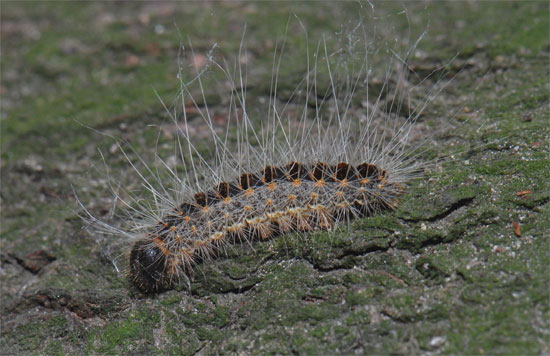 Picture 1 of Helicopters declare war on caterpillars