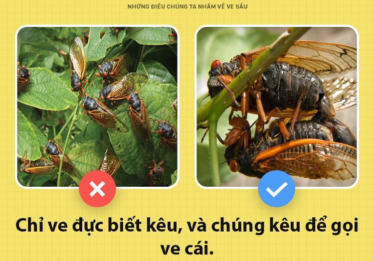 Picture 3 of Hello!  I am a cicada and you are scolding me wrong!