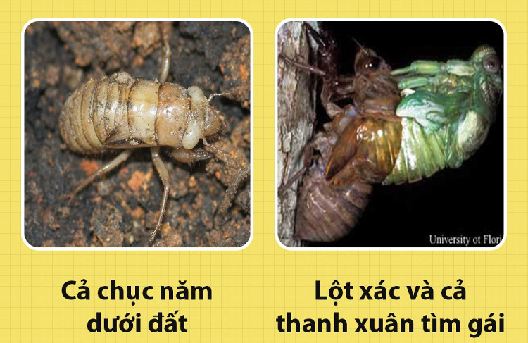 Picture 4 of Hello!  I am a cicada and you are scolding me wrong!