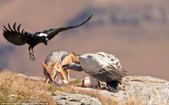 Picture 1 of Helpless vultures watched the jackals rob their food