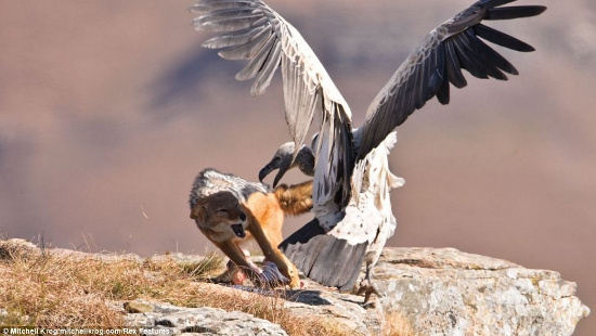 Picture 2 of Helpless vultures watched the jackals rob their food