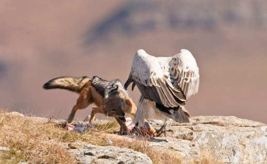 Picture 3 of Helpless vultures watched the jackals rob their food