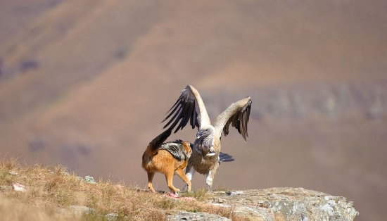 Picture 4 of Helpless vultures watched the jackals rob their food