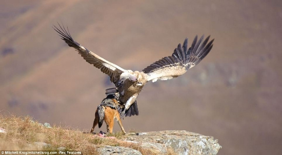 Picture 5 of Helpless vultures watched the jackals rob their food