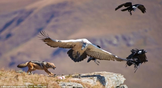 Picture 6 of Helpless vultures watched the jackals rob their food