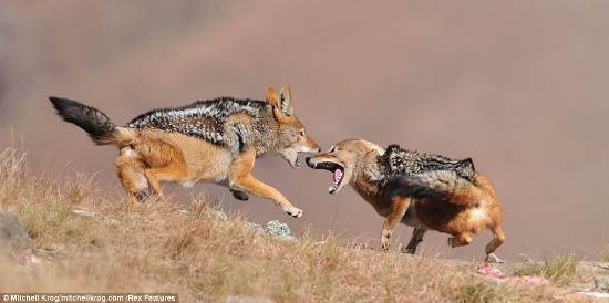 Picture 7 of Helpless vultures watched the jackals rob their food