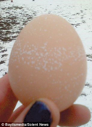 Picture 1 of Hens know the weather forecast