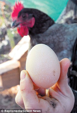 Picture 2 of Hens know the weather forecast