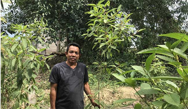 Picture 4 of 'Herbal Heroin' - Indonesian farmer's livelihood