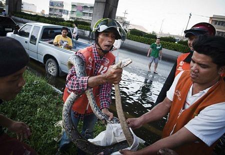 Hero of the crocodile scene in the flood in Thailand images 10