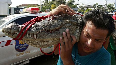 Hero of the crocodile scene in the flood in Thailand images 7