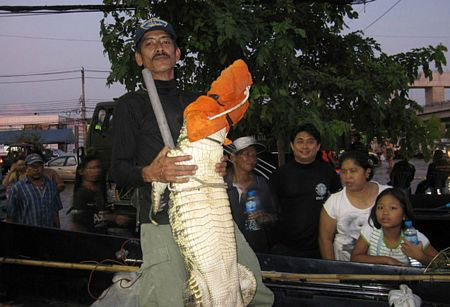 Hero of the crocodile scene in the flood in Thailand images 8