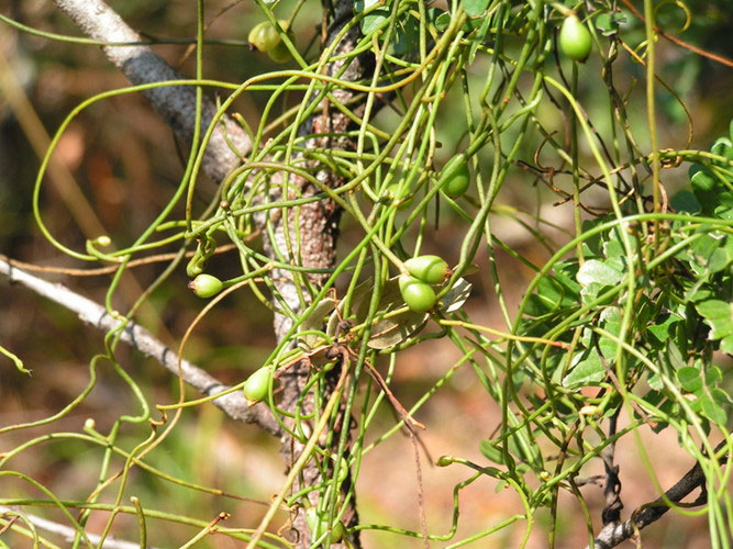 Picture 1 of Heroic green silk trees turn hornets into mummies
