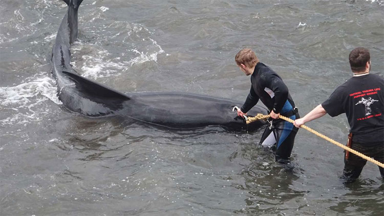 Picture 3 of Heroic scene of massacre of whales, sea water changed color