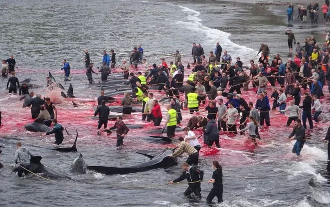 Picture 4 of Heroic scene of massacre of whales, sea water changed color