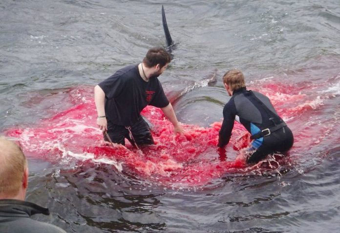 Picture 5 of Heroic scene of massacre of whales, sea water changed color