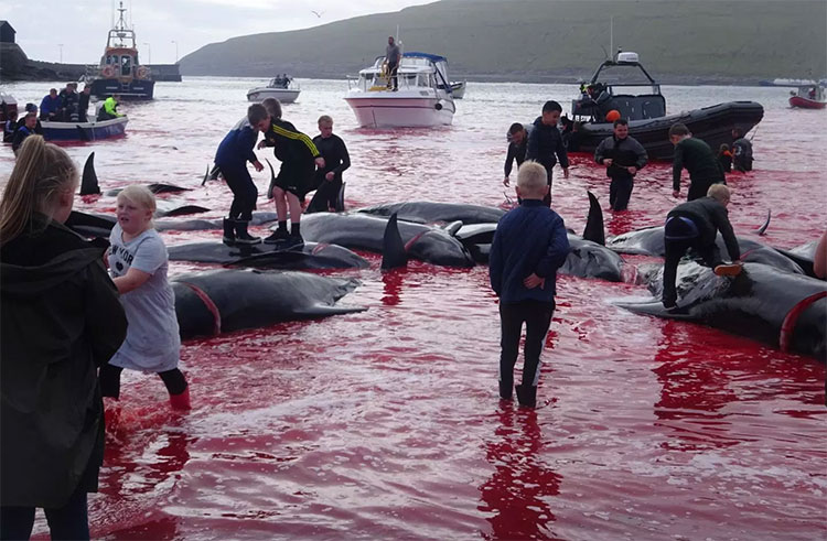 Picture 6 of Heroic scene of massacre of whales, sea water changed color