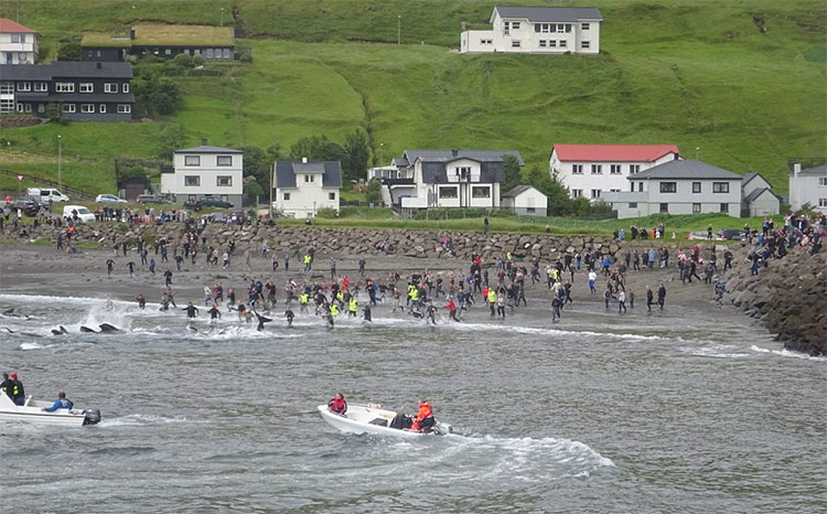 Picture 7 of Heroic scene of massacre of whales, sea water changed color