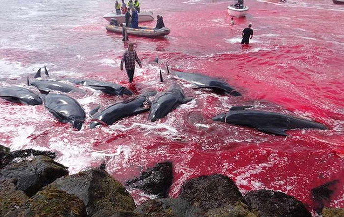 Picture 8 of Heroic scene of massacre of whales, sea water changed color