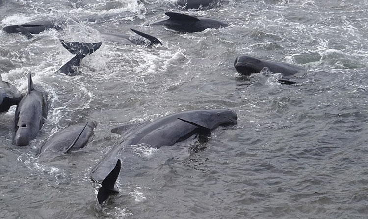 Picture 9 of Heroic scene of massacre of whales, sea water changed color