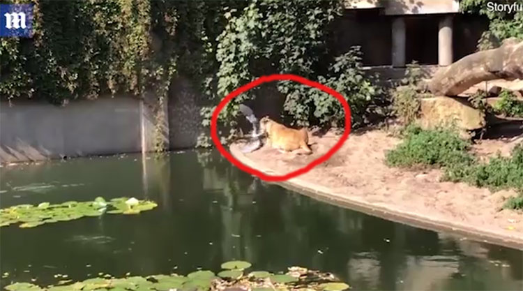 Picture 1 of Heron bird died because of flying into the lion's cage