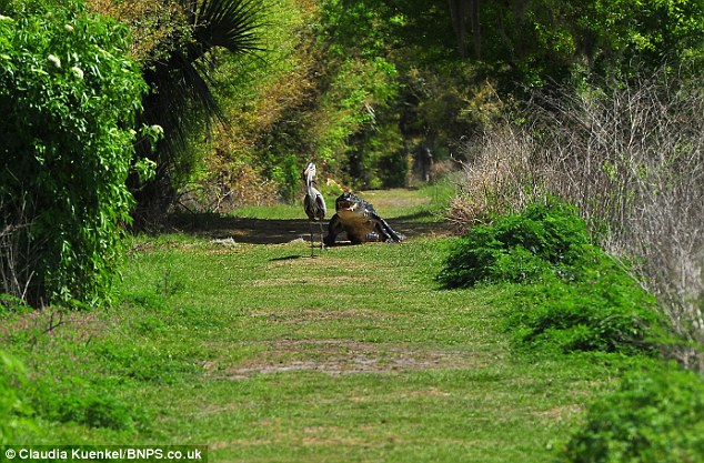 Picture 1 of Heron bird was attacked because ...