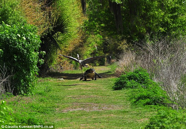 Picture 2 of Heron bird was attacked because ...