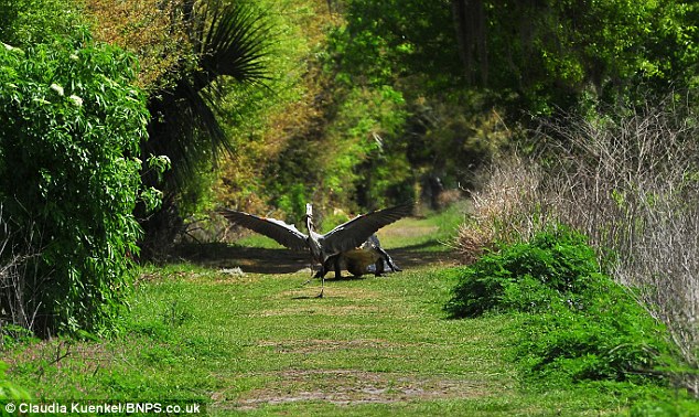 Picture 3 of Heron bird was attacked because ...
