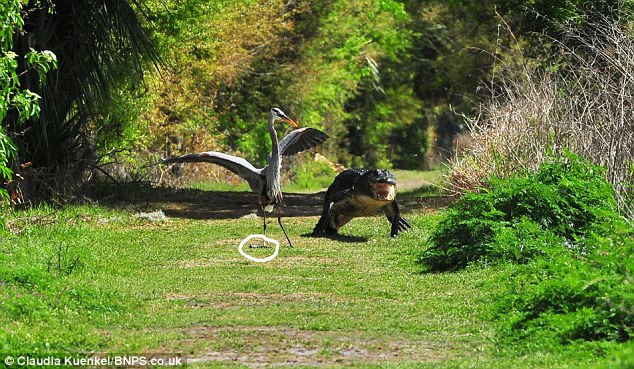 Picture 4 of Heron bird was attacked because ...