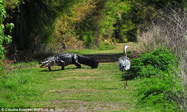 Picture 5 of Heron bird was attacked because ...