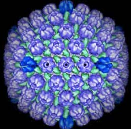 Picture 1 of Herpes can lead to Alzheimer's disease