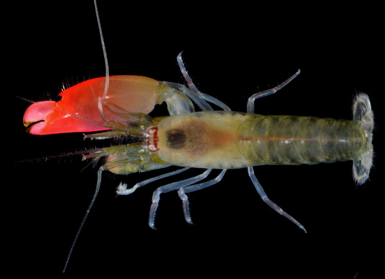 Picture 2 of Heterosexual shrimp have 1 more, sounding louder than a rock show