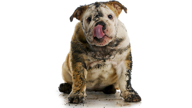 Picture 4 of Hi Dog year, find out the incredibly unexpected facts about this man's