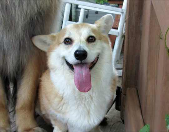 Picture 6 of Hi Dog year, find out the incredibly unexpected facts about this man's