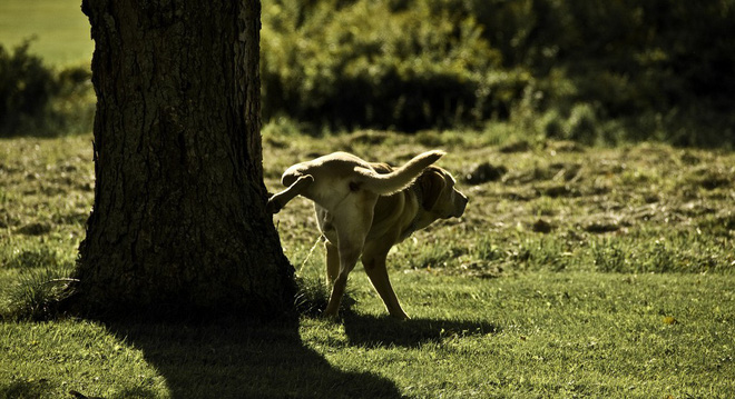 Picture 7 of Hi Dog year, find out the incredibly unexpected facts about this man's