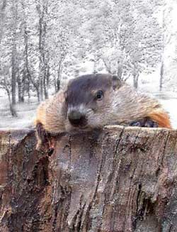 Picture 2 of Hibernation of animals