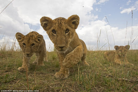 Picture 1 of Hide camera under elephant dung to steal lions